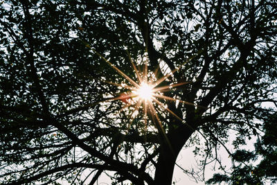 Low angle view of sunlight streaming through tree