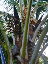 Low angle view of a tree