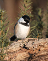 Close-up of bird perching on rock