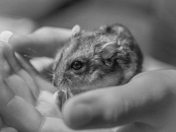 Close-up of hand holding cat