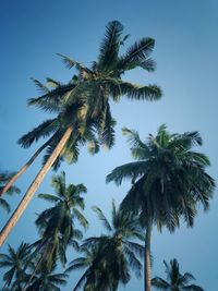 Low angle view of coconut palm tree against sky