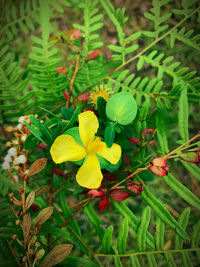 Close-up of yellow flowering plant