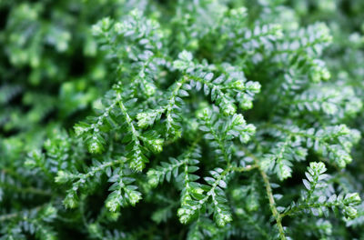 Close-up of fresh green leaves