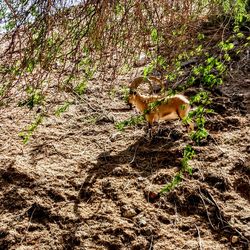 View of an animal on field