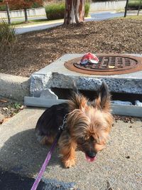 Portrait of dog