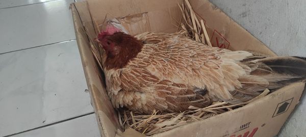 High angle view of a bird