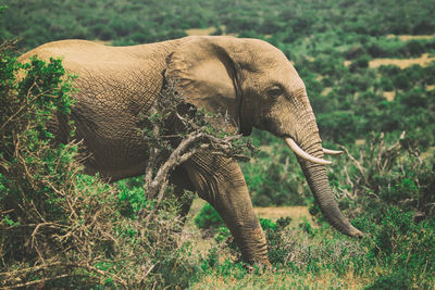 Elephant in a field