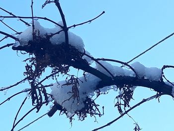 Low angle view of frozen tree against sky