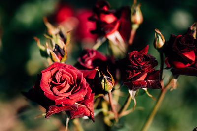 Close-up of red roses blooming outdoors