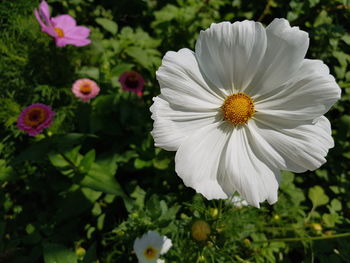 Close-up of white flowering plants in park