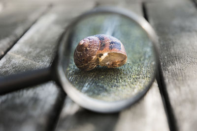 Close-up of snail seen through magnifying glass