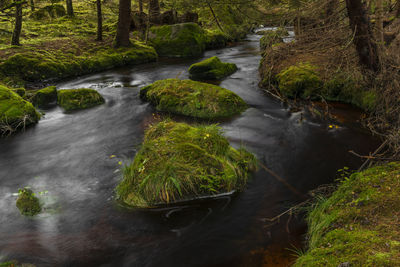 Stream flowing in forest