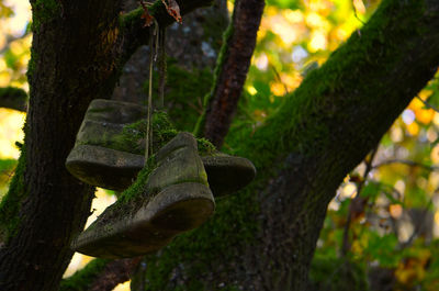 Close-up of moss growing on tree trunk