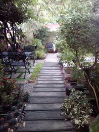 Narrow footpath amidst plants in park