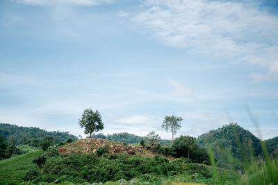 Plants growing on land against sky