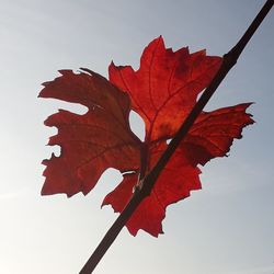 Close-up of red maple leaf against clear sky