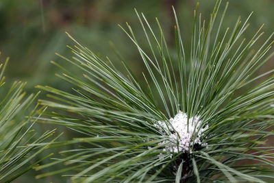 Close-up of plant