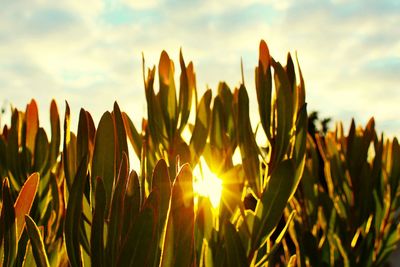 Close-up of plants growing on field against sky