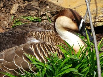 Close-up of duck