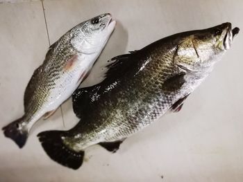High angle view of fish