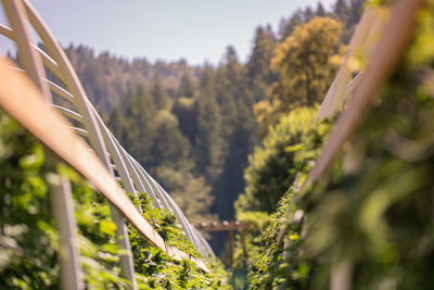 Close-up of cannabis plants growing on land against sky