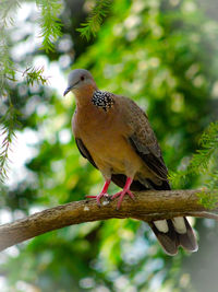 Close-up of bird perching on branch