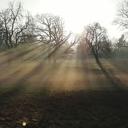 Trees on landscape against sky