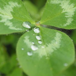 Close-up of water drops on leaf