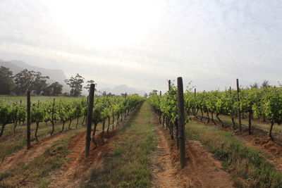 Scenic view of vineyard against sky