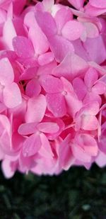 Full frame shot of pink flowering plant