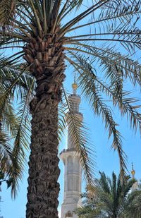 Low angle view of palm trees against sky