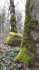 Trees growing in forest