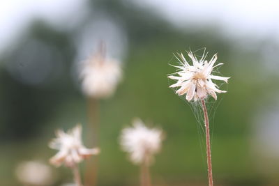 Close-up of white dandelion flower on field