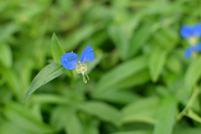 Close-up of purple flowering plant