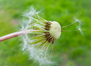 Close-up of dandelion