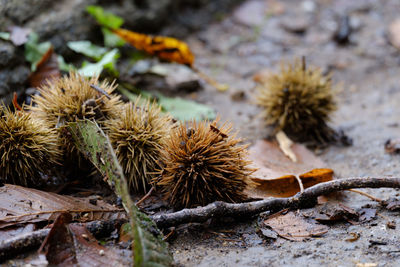 Close-up of fruits