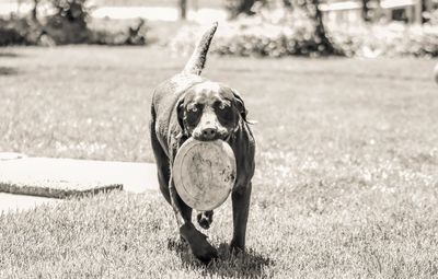 Dog running while carrying disc on field