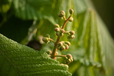 Close-up of fresh green sunlit flower buds on horse chestnut tree. springtime in england.