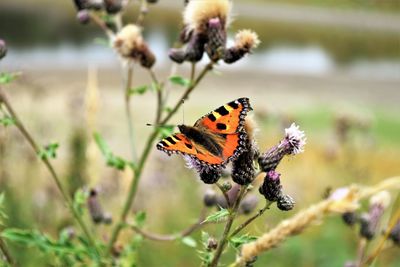 Close-up of butterfly pollinating on flower