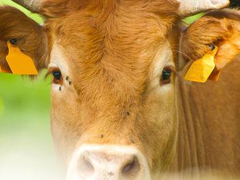 Close-up portrait of cow