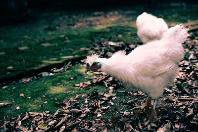 High angle view of cat on field