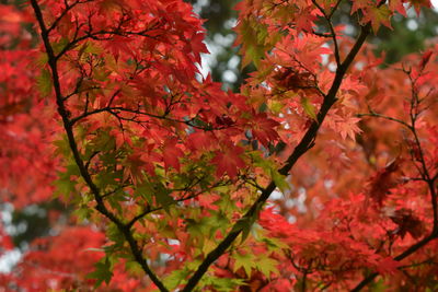 Low angle view of red maple tree