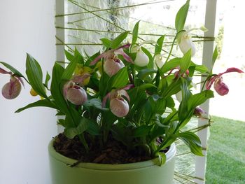 Close-up of potted plant