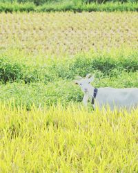 Sheep on field