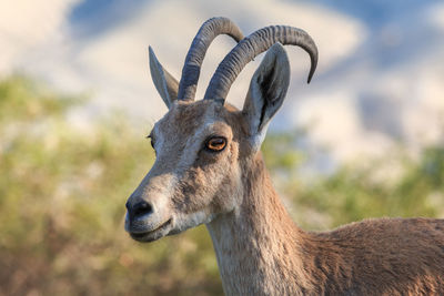 Close-up of deer standing on field