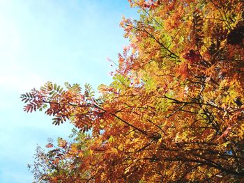 Low angle view of maple tree