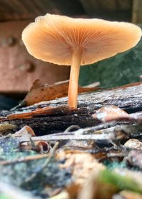 Close-up of mushroom growing on field