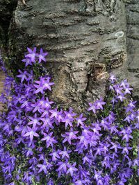 Close-up of purple flowers