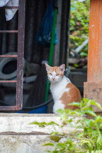 Orange white cat waiting by the front door