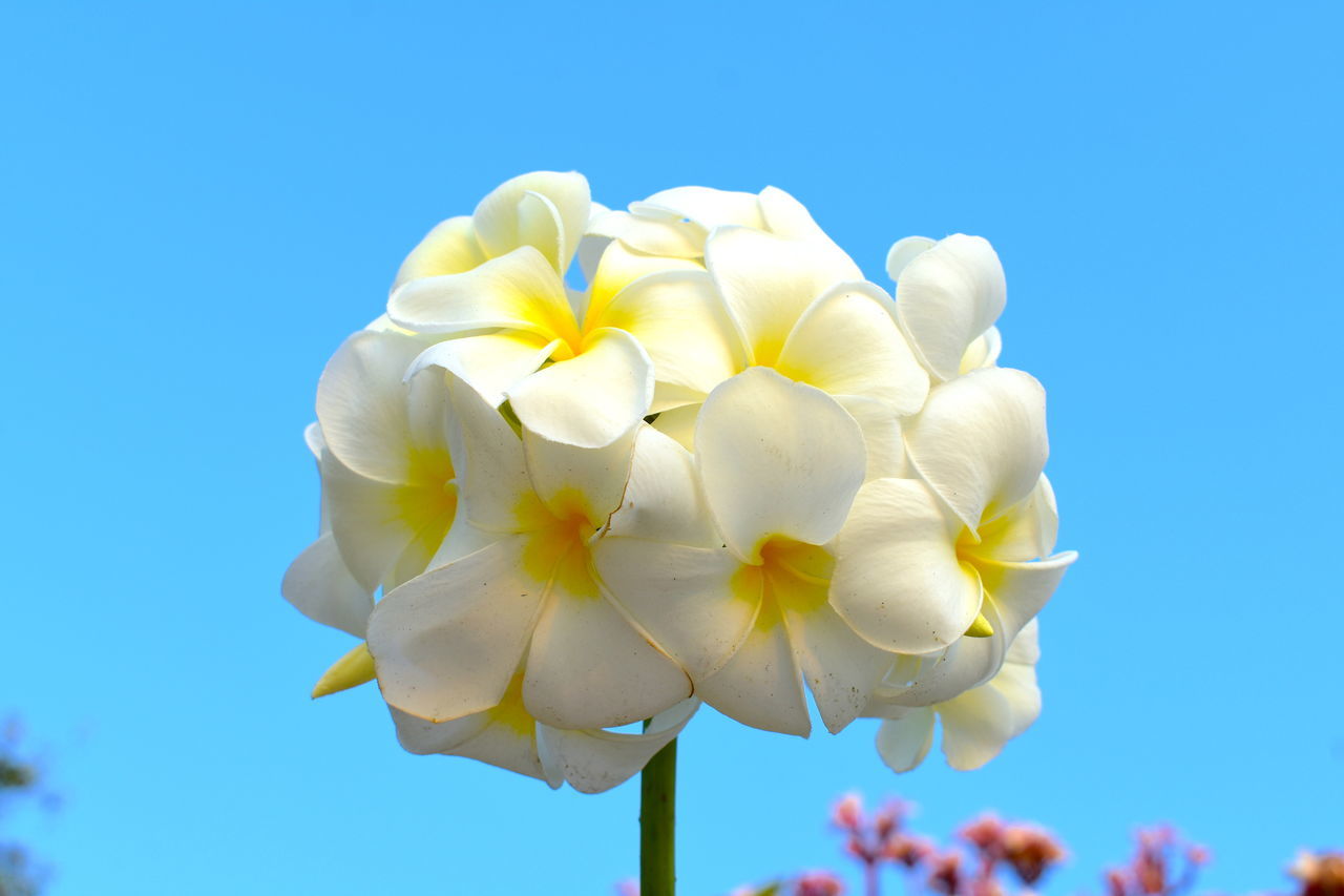 Tropical white flowers